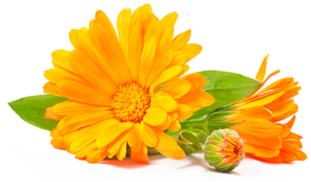 calendula